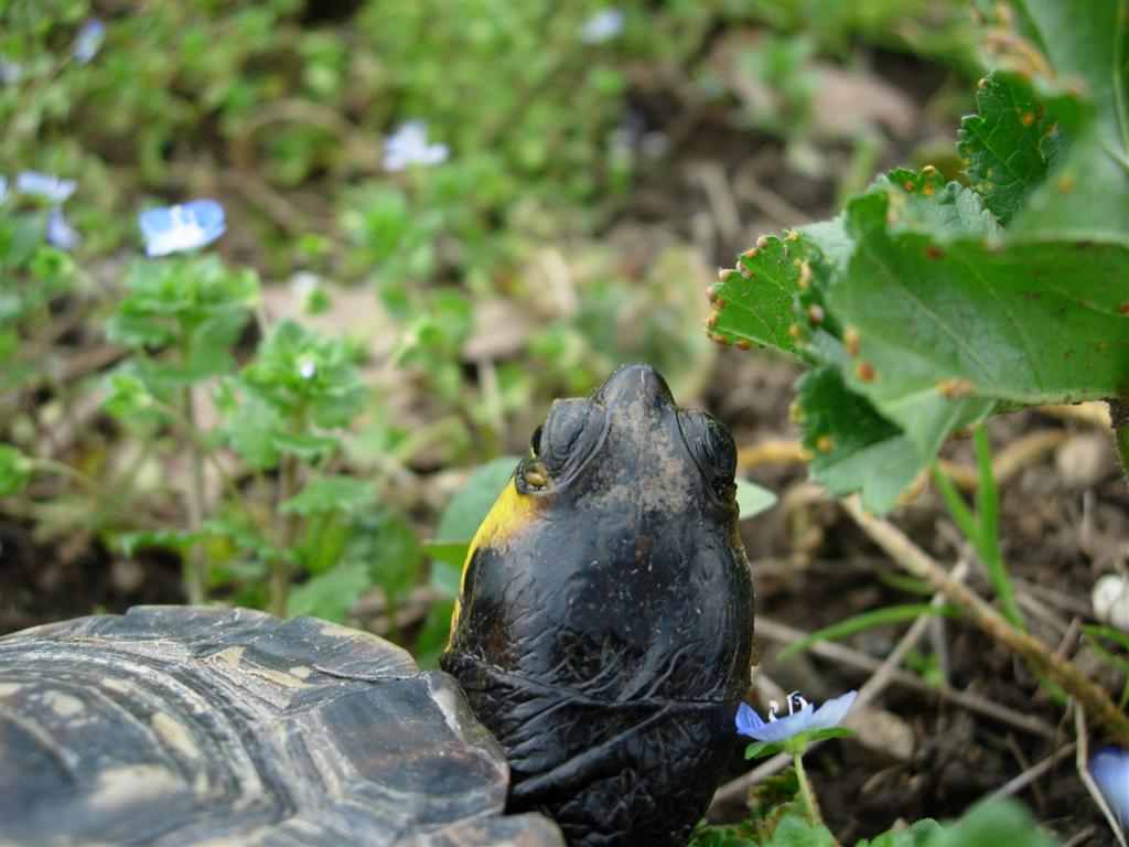 Rimanendo in tema di tartarughe - Trachemys scripta scripta