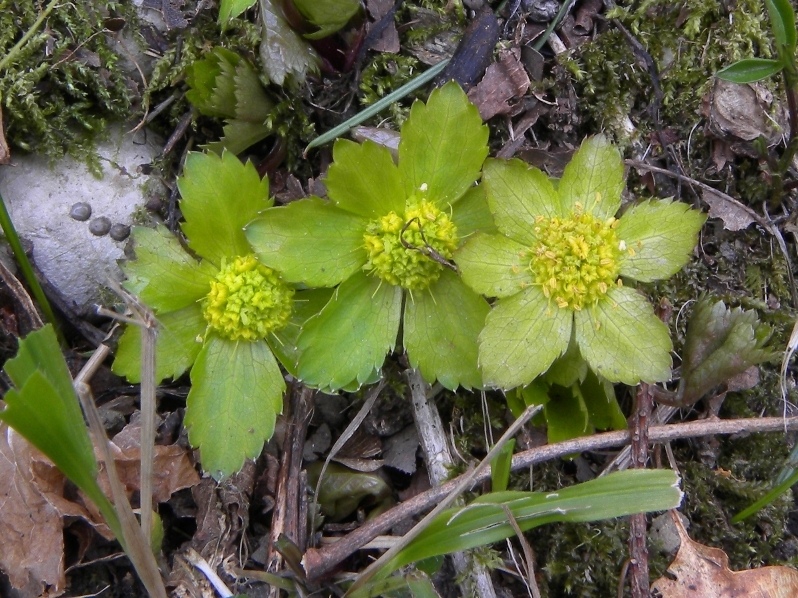 Hacquetia epipactis / Elleborina