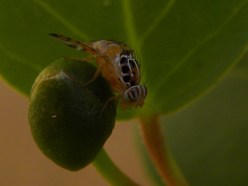 Capparimya savastanoi (Mosca del Cappero)