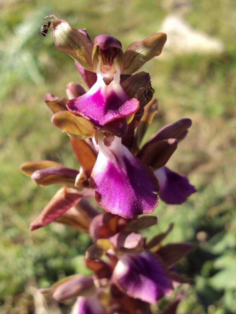 Ragnetto su orchidea (Linyphiidae)