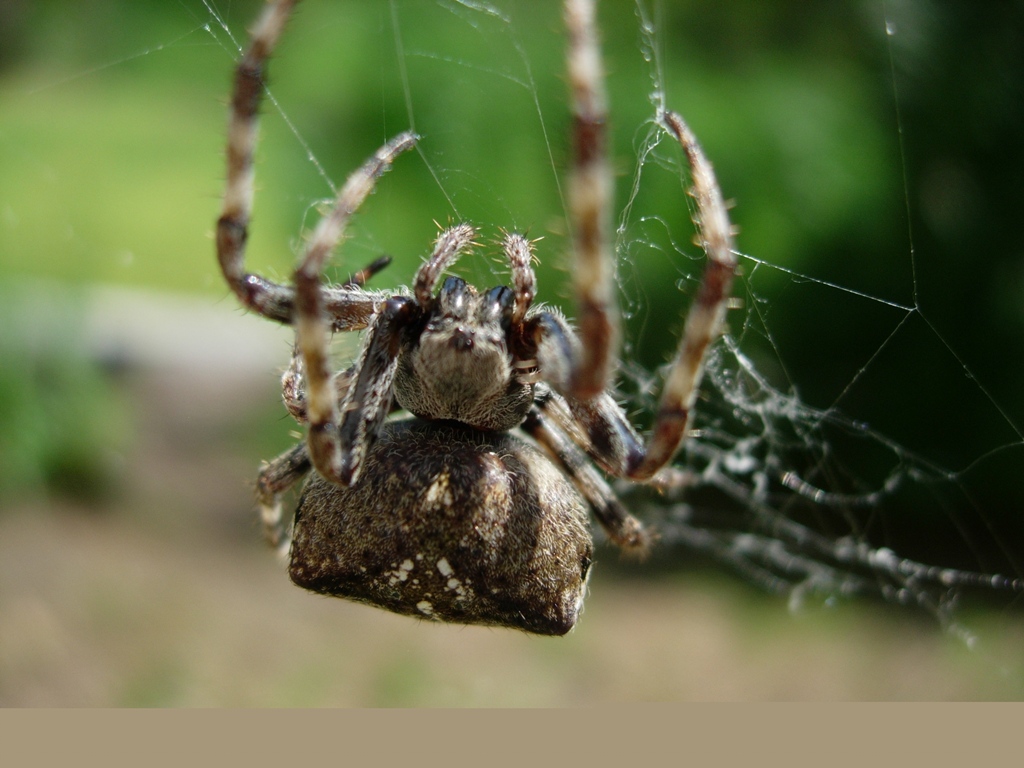 Araneus sp.