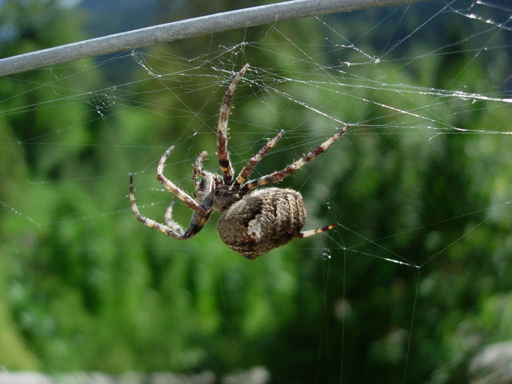 Araneus sp.