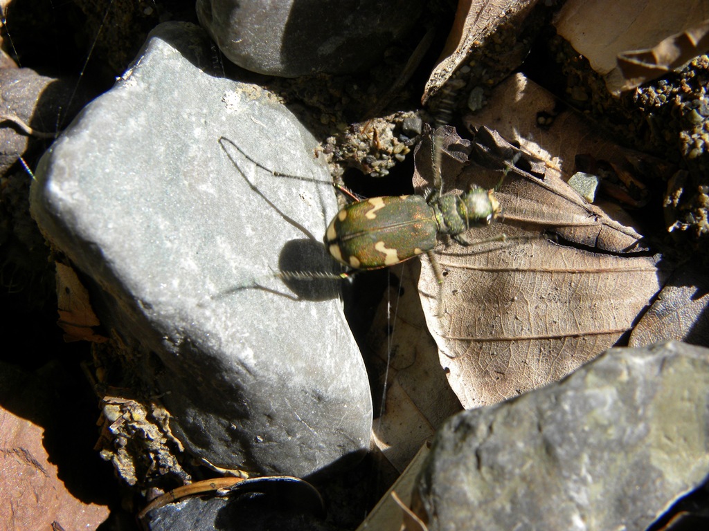 Cicindela sp.