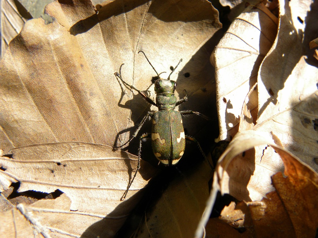 Cicindela sp.