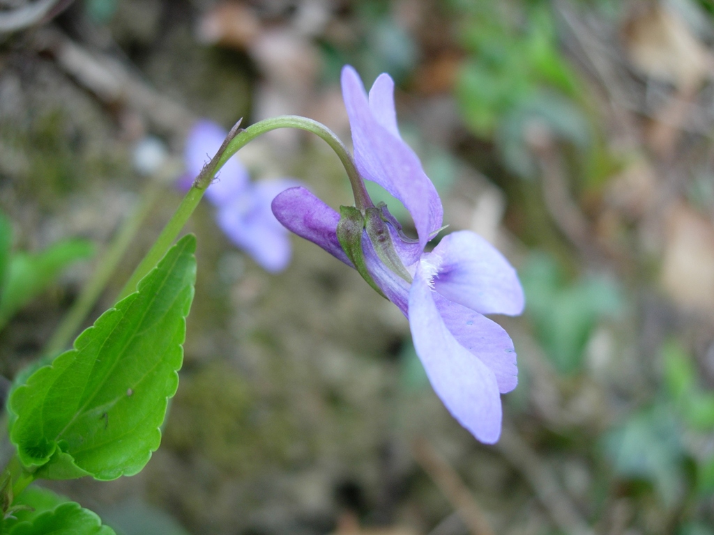 Viola reichenbachiana / Viola silvestre