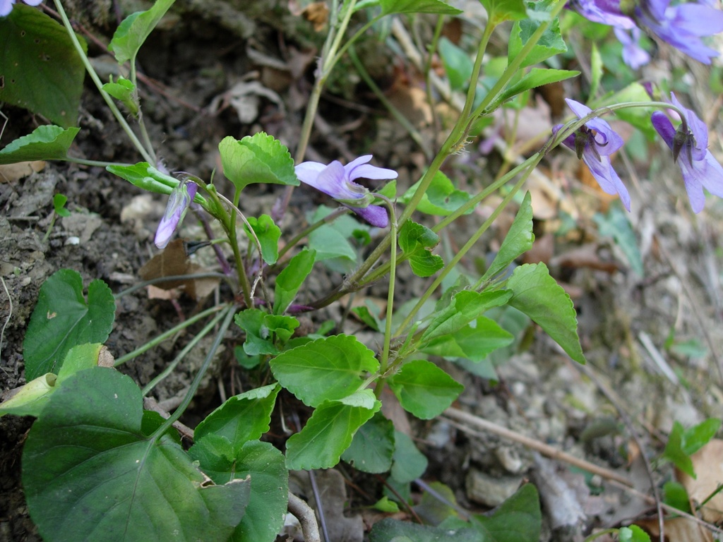 Viola reichenbachiana / Viola silvestre