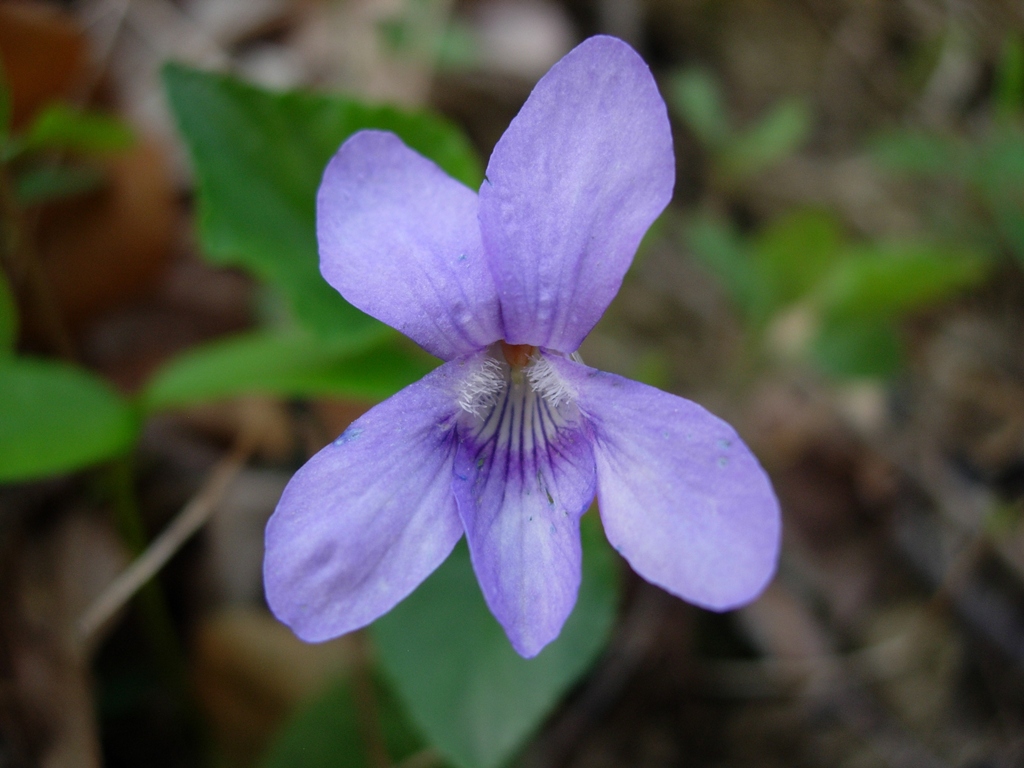 Viola reichenbachiana / Viola silvestre