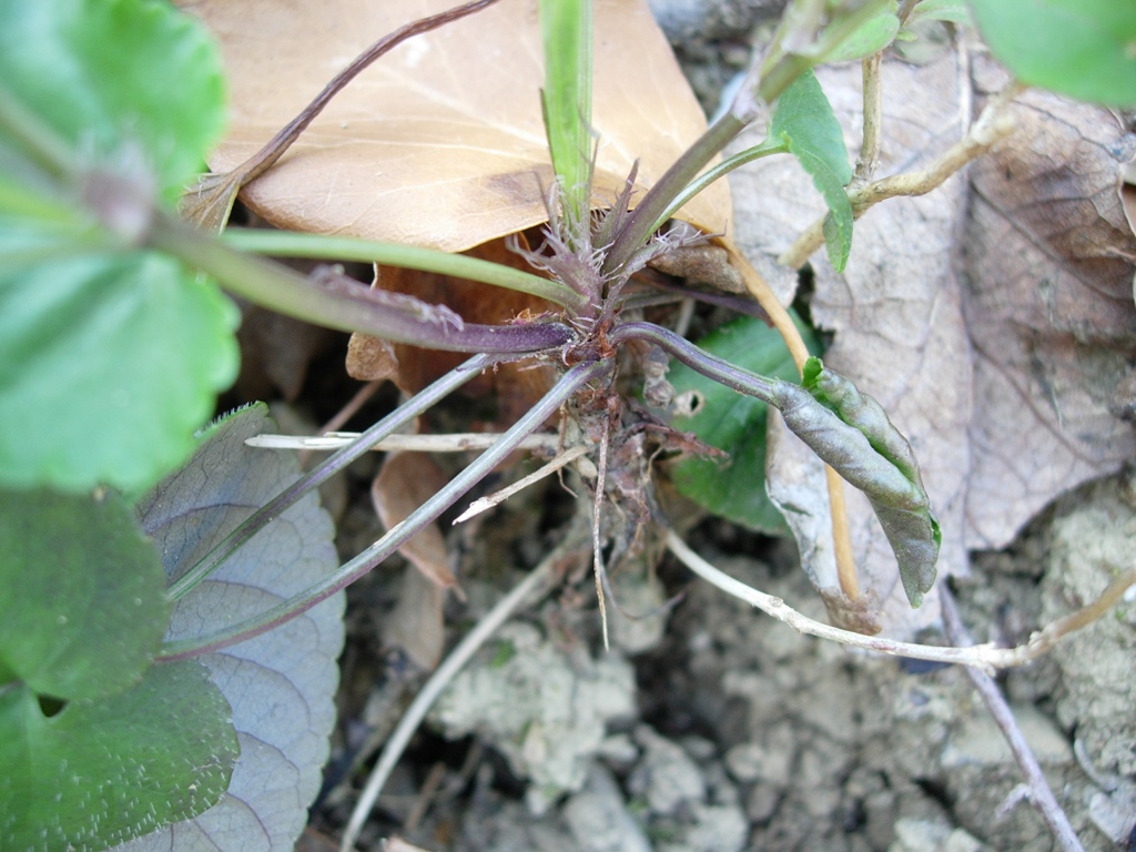 Viola reichenbachiana / Viola silvestre