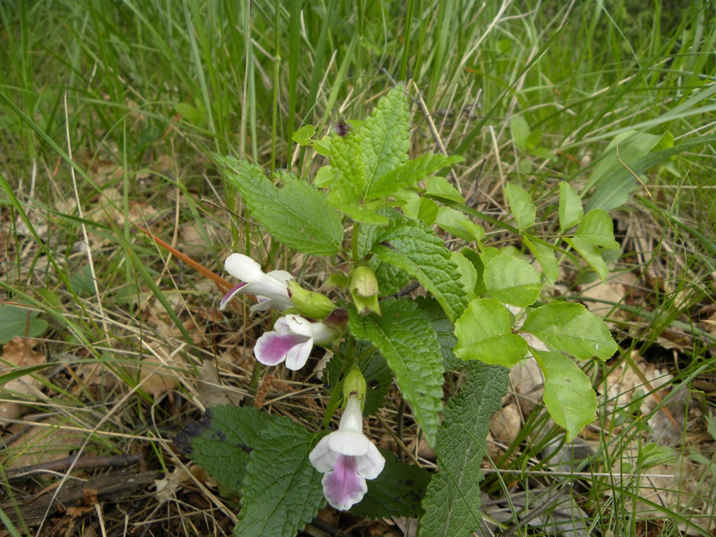 Melittis melissophyllum