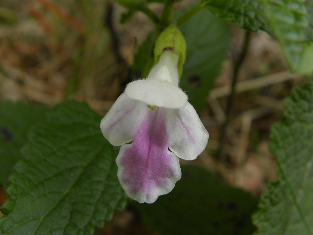 Melittis melissophyllum