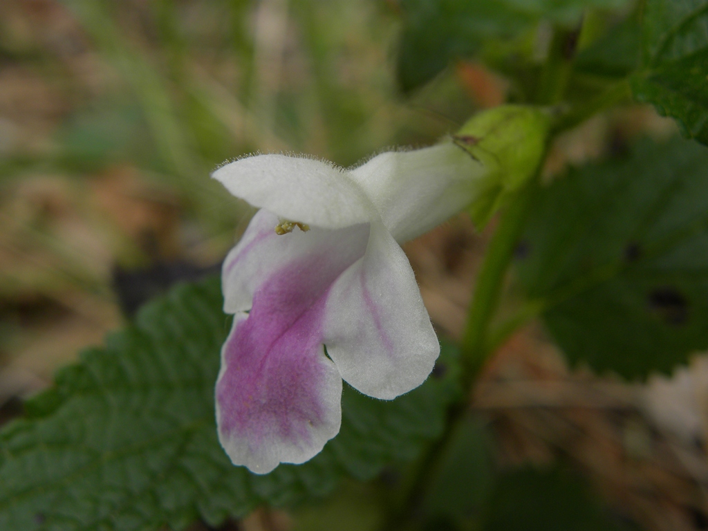 Melittis melissophyllum