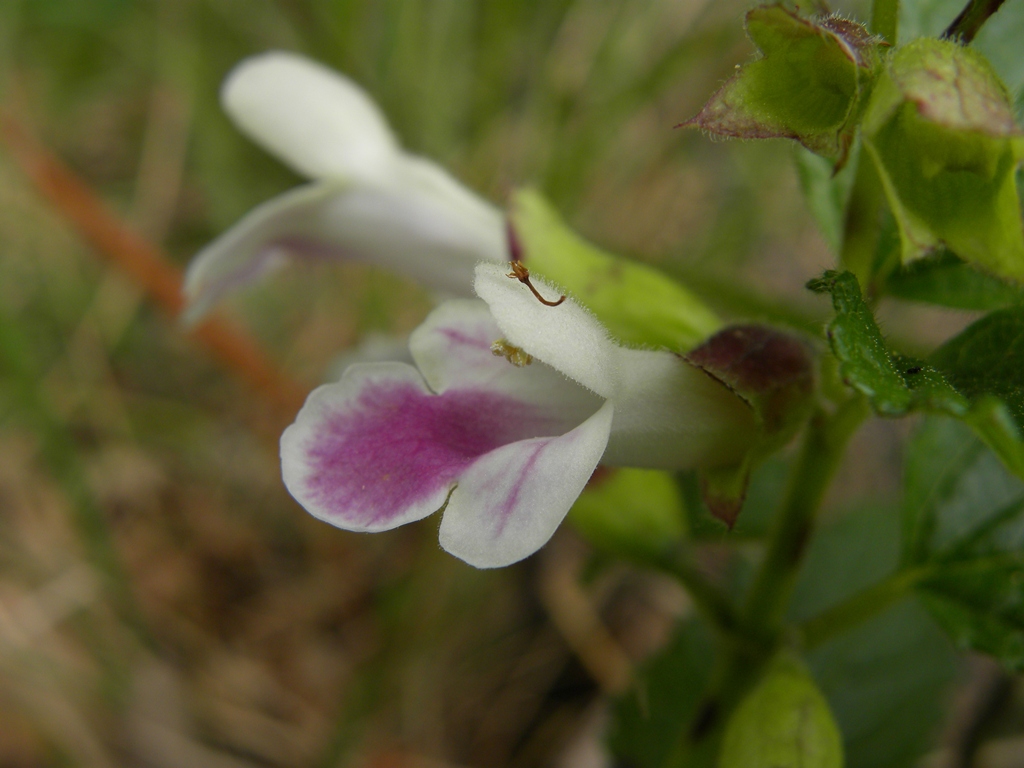 Melittis melissophyllum