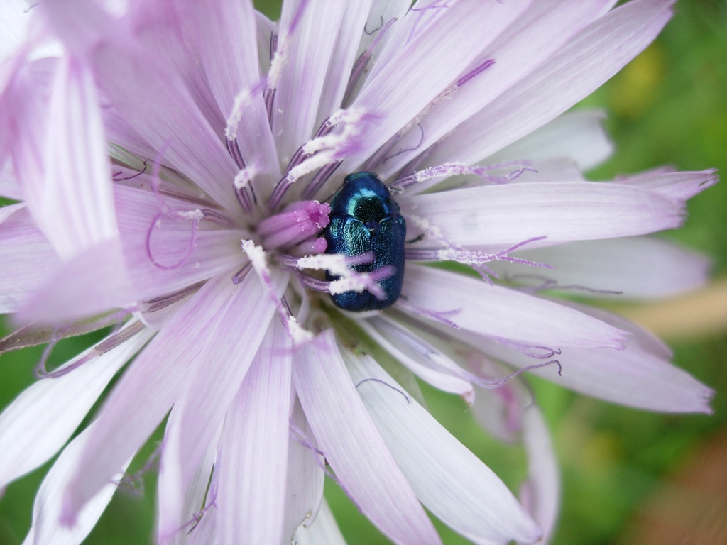 Cryptocephalus cfr sericeus