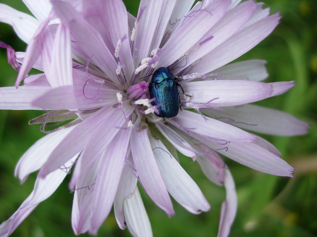 Cryptocephalus cfr sericeus