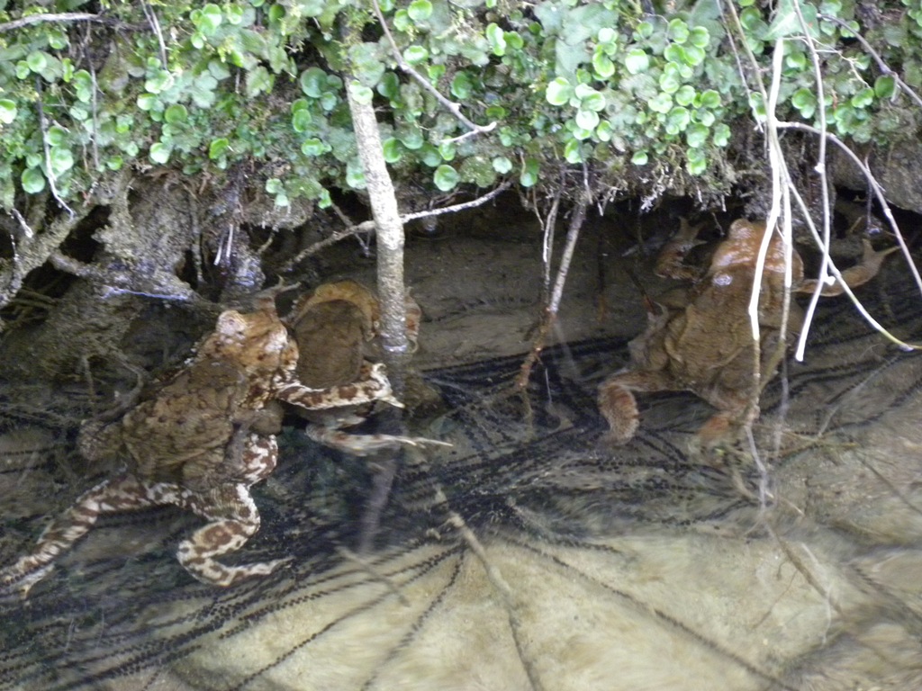 Il torrente dei Discoglossi