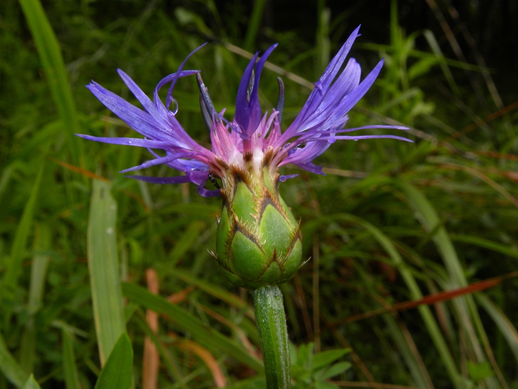 centaurea da appennino ligure - Cyanus triumfetti