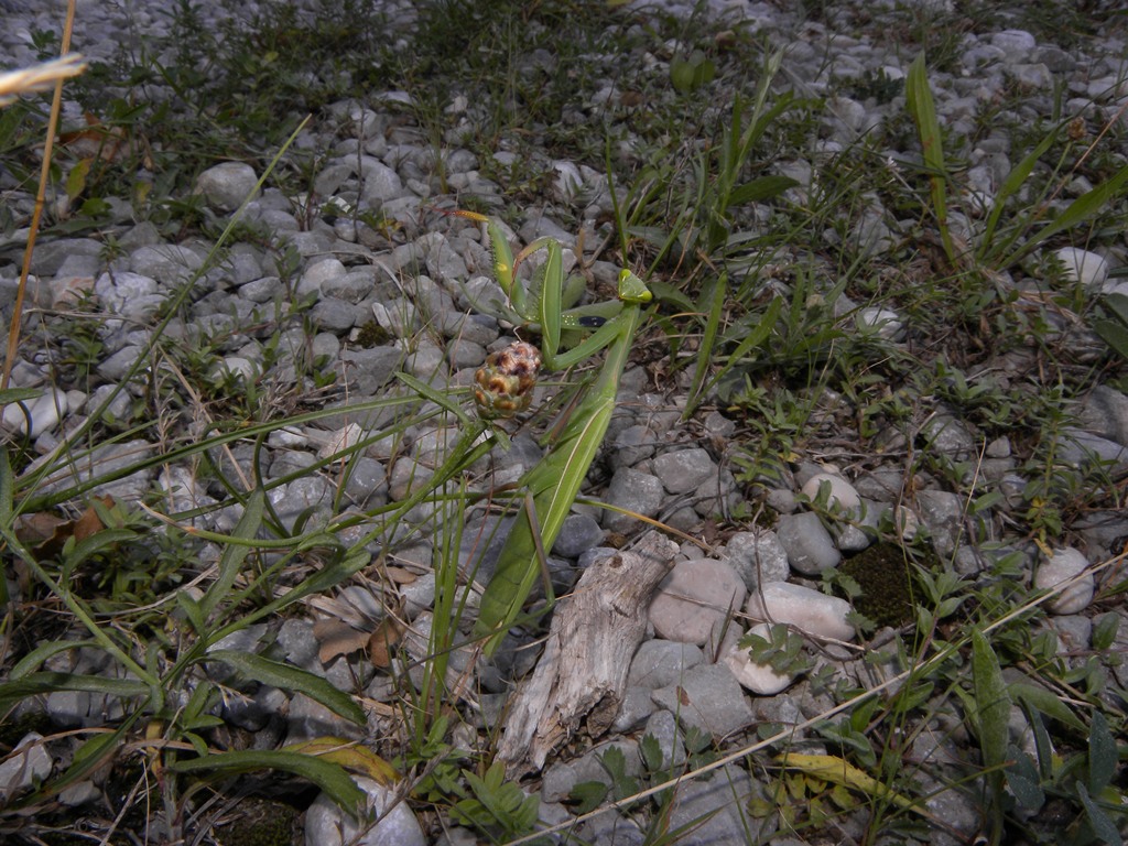 Mantis religiosa femmina