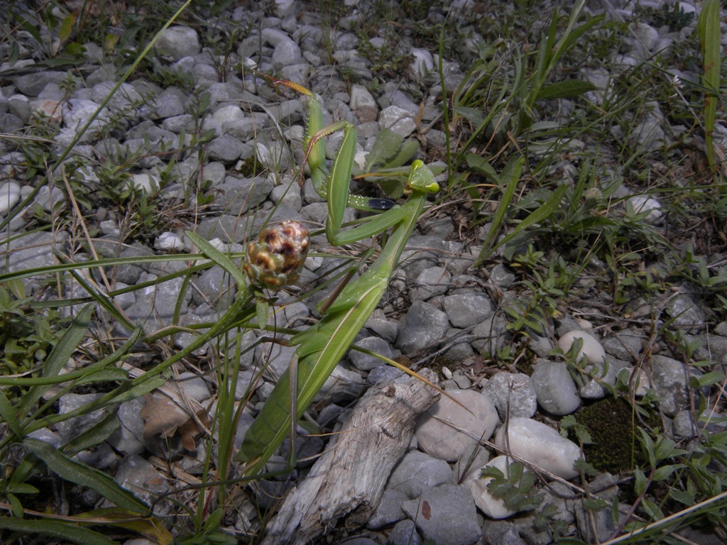 Mantis religiosa femmina