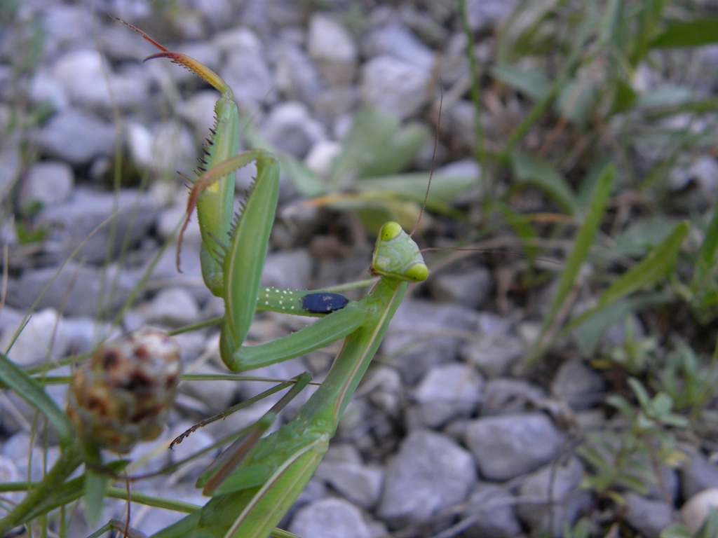 Mantis religiosa femmina