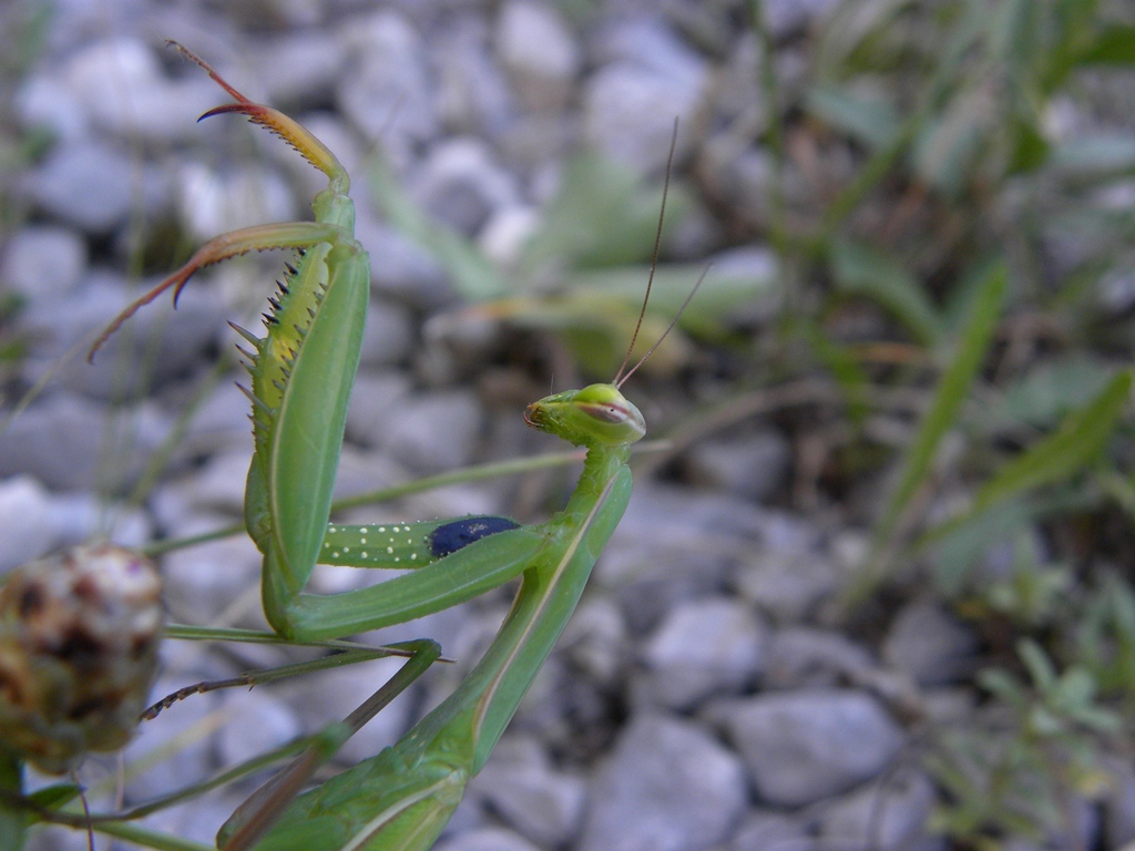 Mantis religiosa femmina