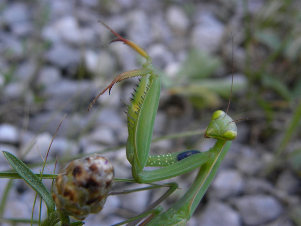 Mantis religiosa femmina