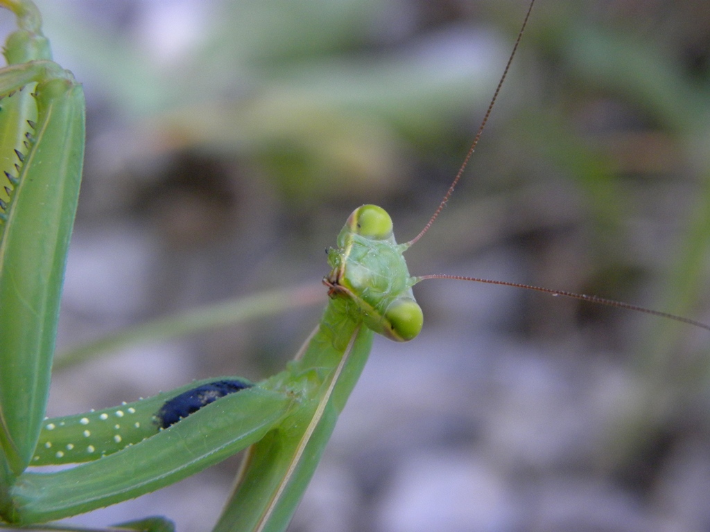 Mantis religiosa femmina