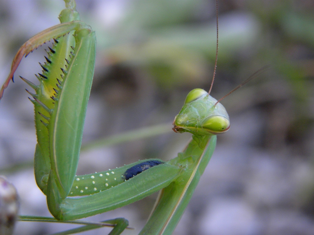 Mantis religiosa femmina