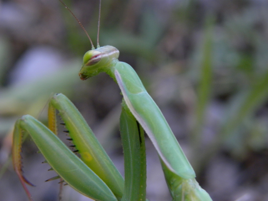 Mantis religiosa femmina