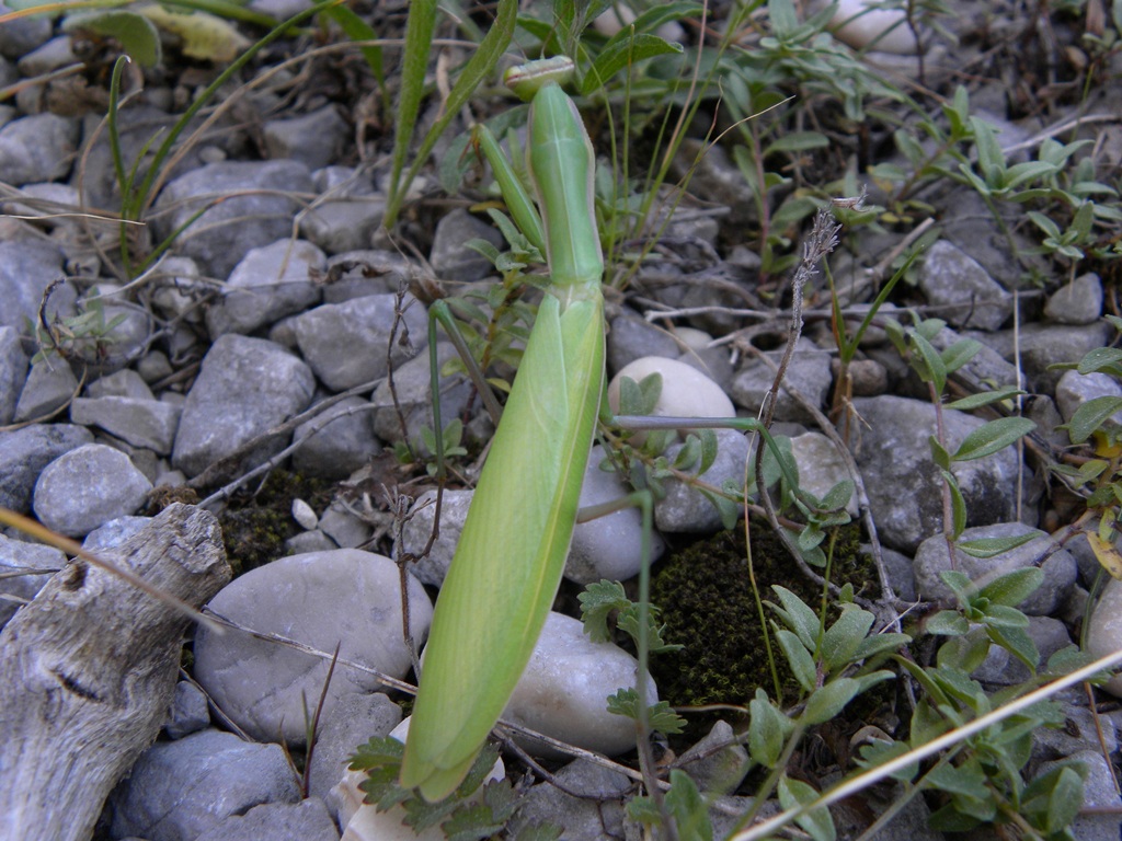 Mantis religiosa femmina