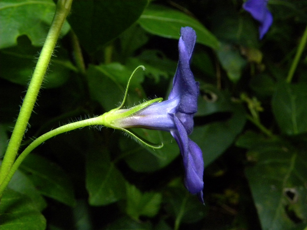 Vinca major e Vinca minor