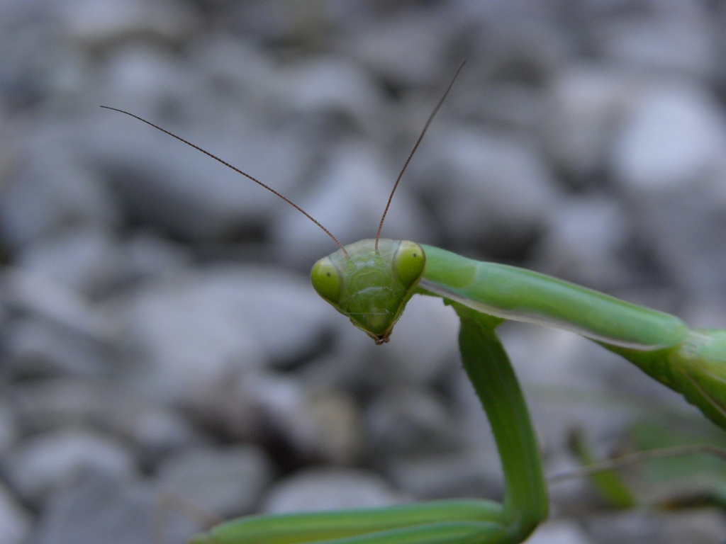 Mantis religiosa femmina