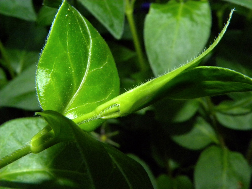 Vinca major e Vinca minor