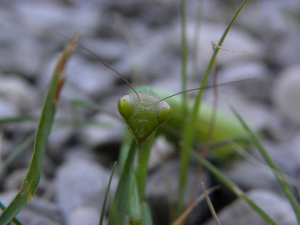 Mantis religiosa femmina