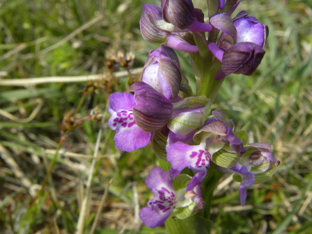 Anacamptis morio?