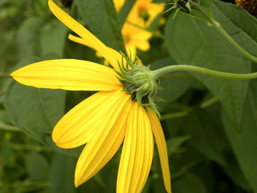 fiore giallo