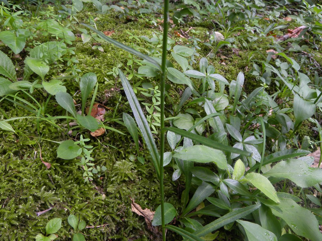 Campanula persicifolia / Campanula con foglie di pesco