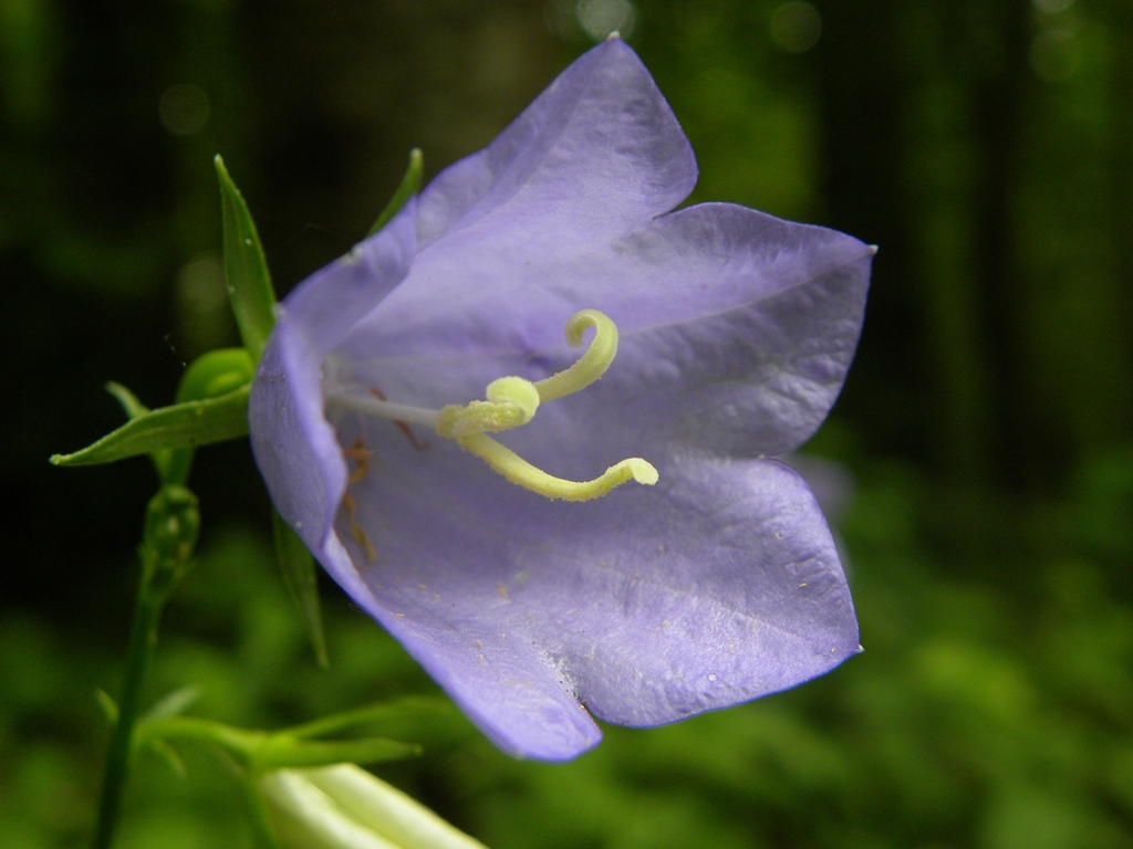 Campanula persicifolia / Campanula con foglie di pesco