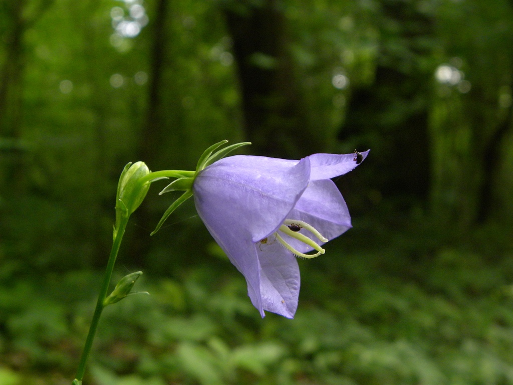 Campanula persicifolia / Campanula con foglie di pesco