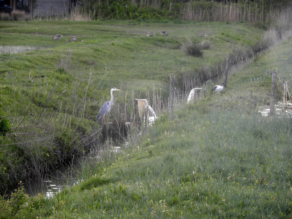 Airone cinerino e giovane di Ibis sacro