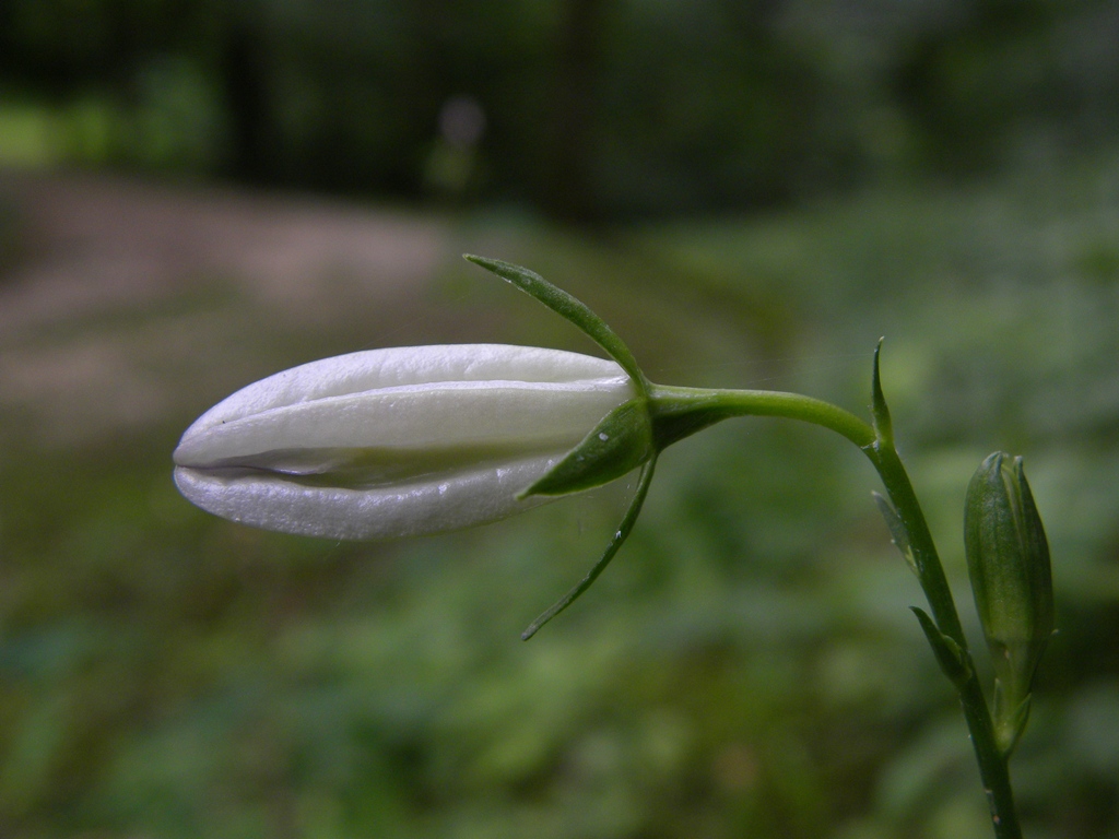 Campanula persicifolia / Campanula con foglie di pesco