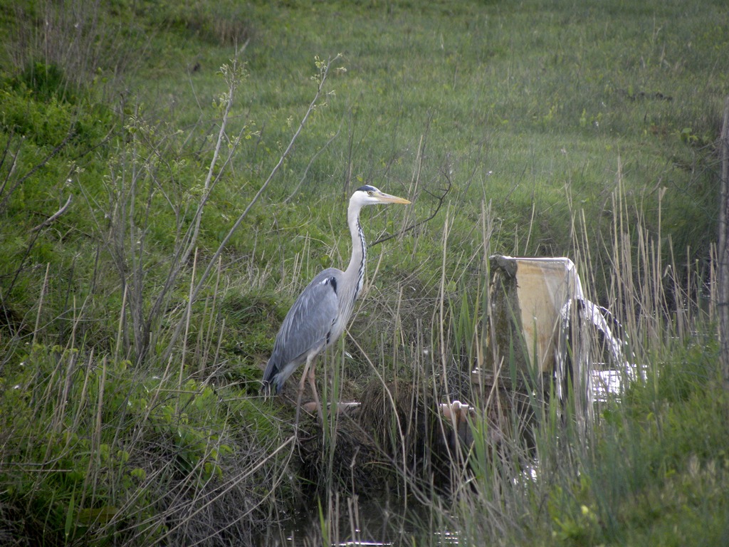 Airone cinerino e giovane di Ibis sacro