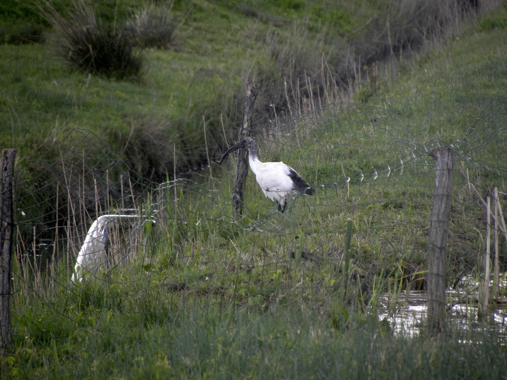 Airone cinerino e giovane di Ibis sacro