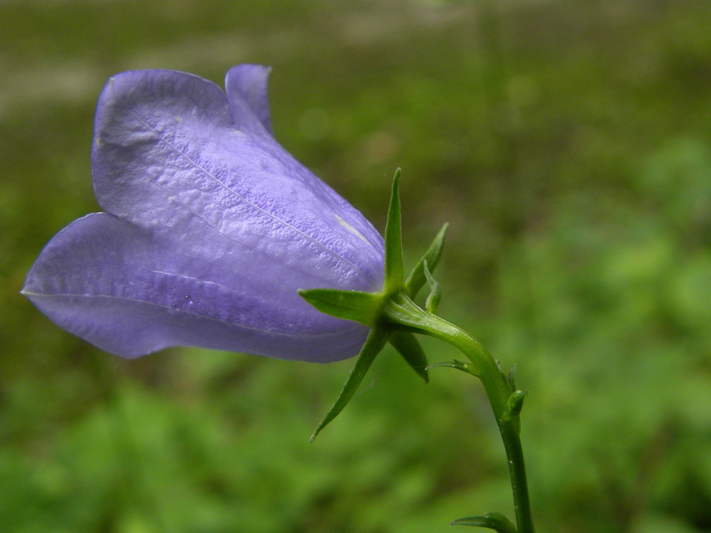 Campanula persicifolia / Campanula con foglie di pesco