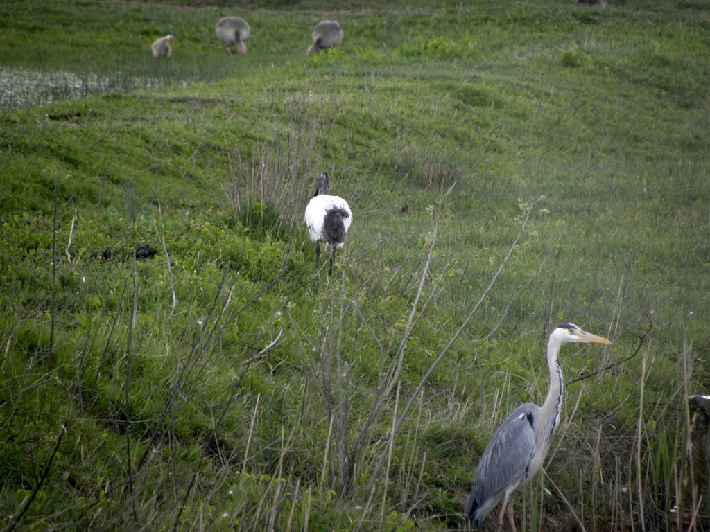 Airone cinerino e giovane di Ibis sacro