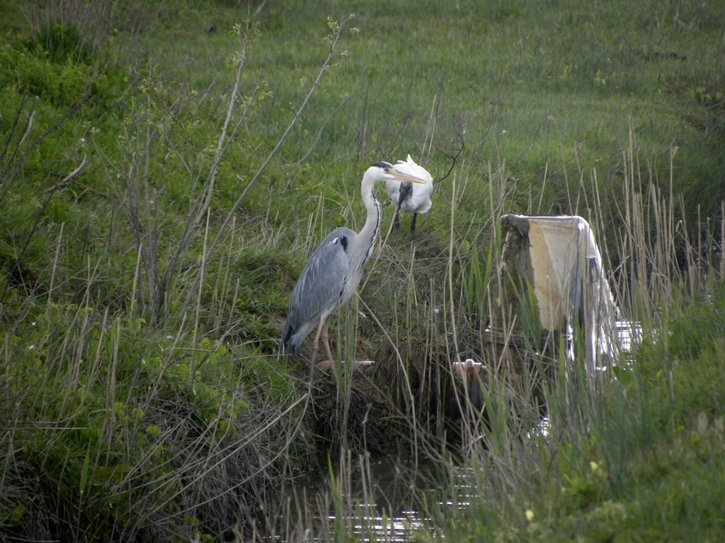 Airone cinerino e giovane di Ibis sacro