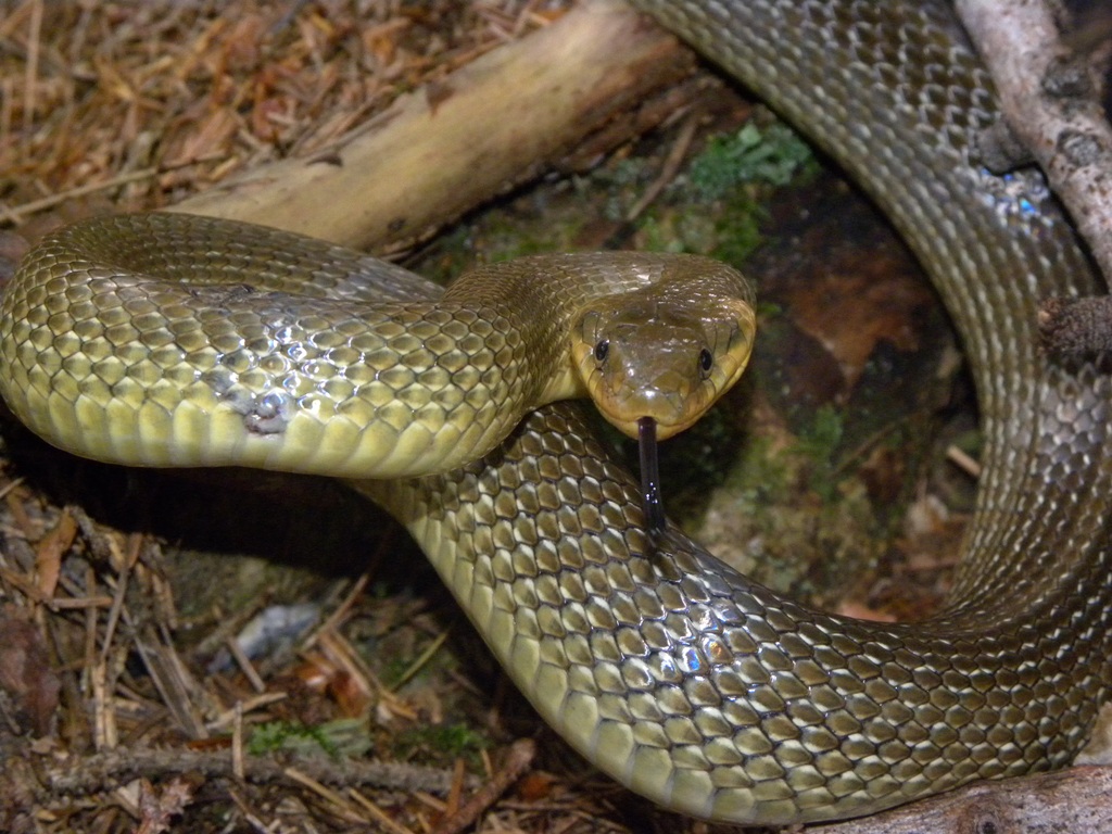 Saettoni della Val Pesarina ( Zamenis longissimus)