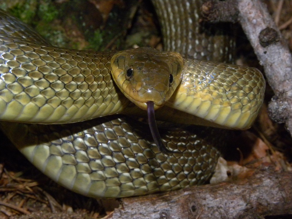 Saettoni della Val Pesarina ( Zamenis longissimus)