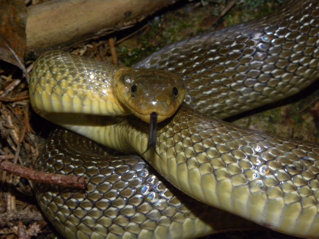 Saettoni della Val Pesarina ( Zamenis longissimus)