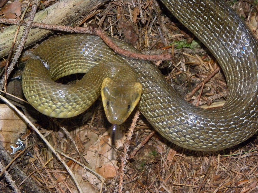 Saettoni della Val Pesarina ( Zamenis longissimus)