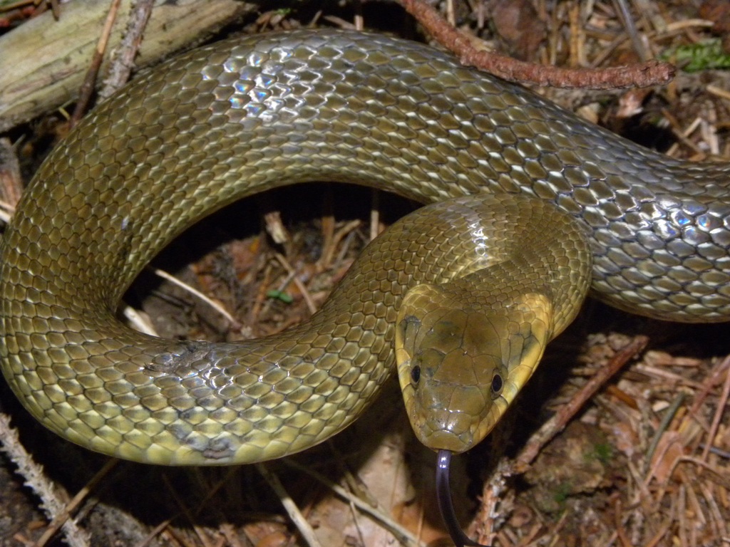 Saettoni della Val Pesarina ( Zamenis longissimus)